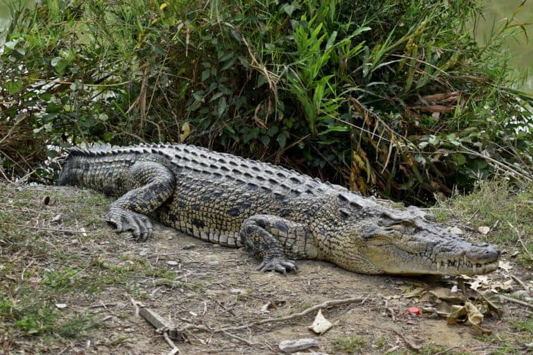 Sundarban 1 Night 2 Days