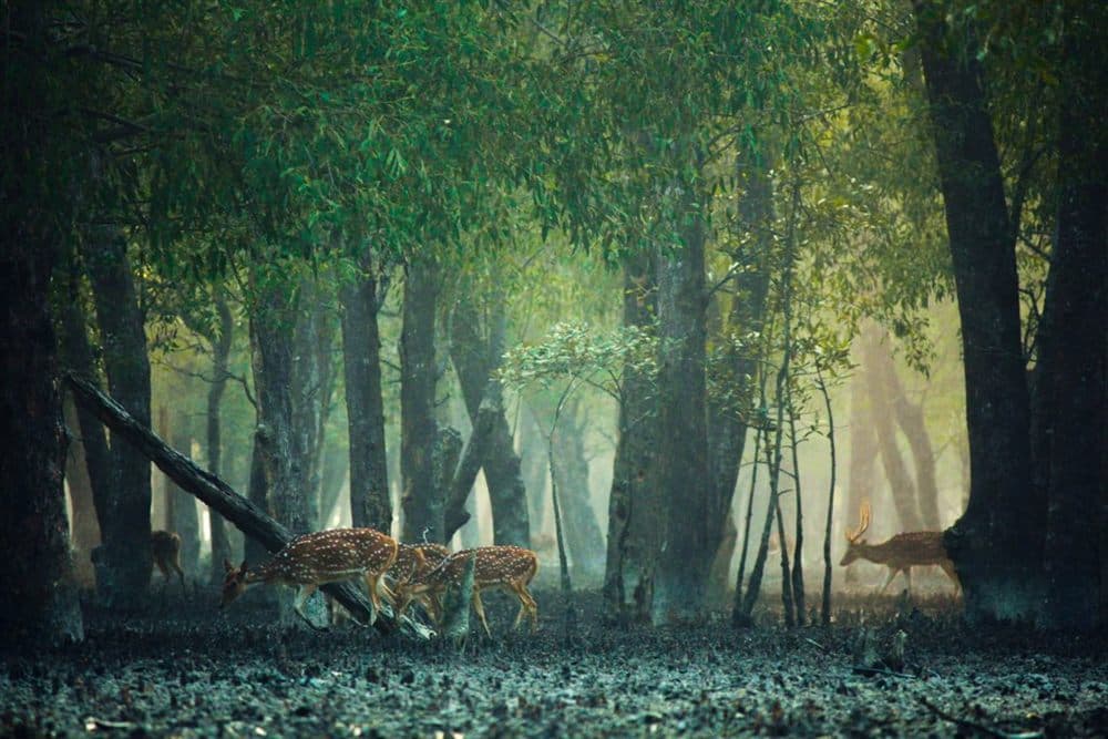 Sajnekhali Mangrove Sanctuary